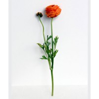 Kelly Lynn Jones Flower Study 2; US$35 http://www.littlepaperplanes.com/product/3825-flower-study-